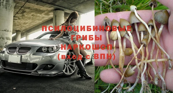 сатива Аркадак