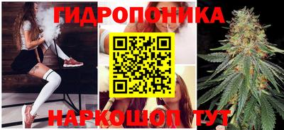 спайс Кингисепп